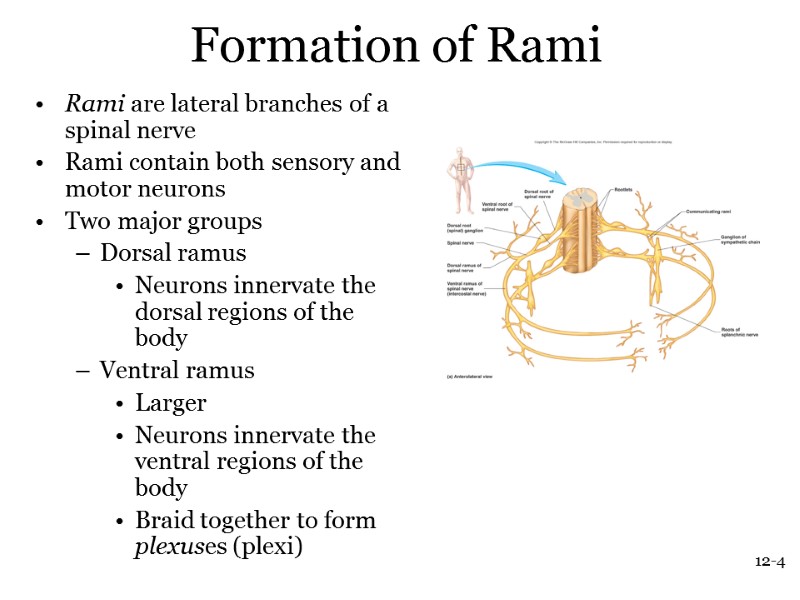 12-4  Formation of Rami  Rami are lateral branches of a spinal nerve